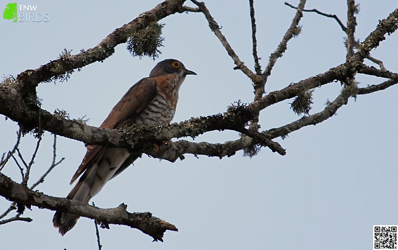 Large Hawk-cuckoo